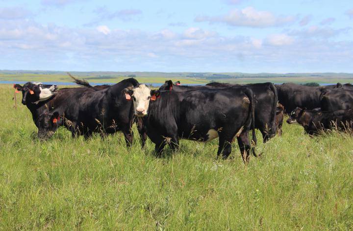 cow herd in pasture