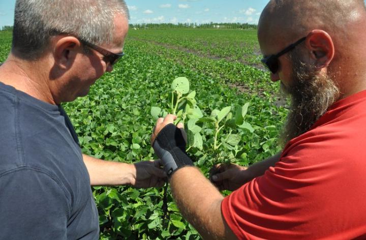Researchers examining soybeans