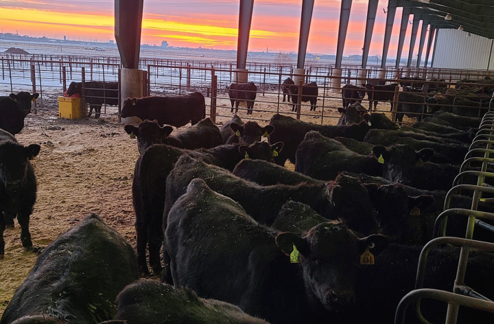 Several black cattle in and around a large facility for feeding with a colorful sunrise in the backgorund